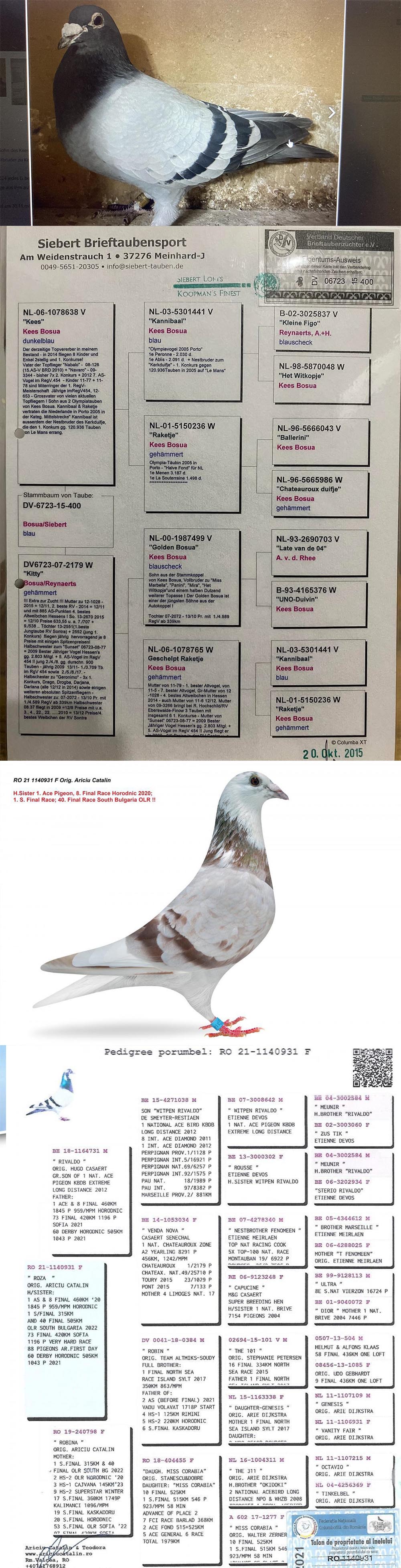 TUGF25-34-2245 DİŞİ / BABASI KEES BOSUA KANNIBAL ANNESİ HALFSISTER 1 ACE PIGEON