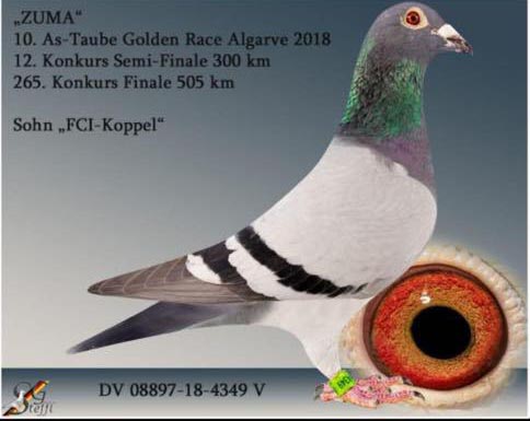 TUGF25-34-2247 DİŞİ /  SG STEFFL % 100  BABASI 10 ACE PIGEON  - ANNESİ SOFİA PAİR