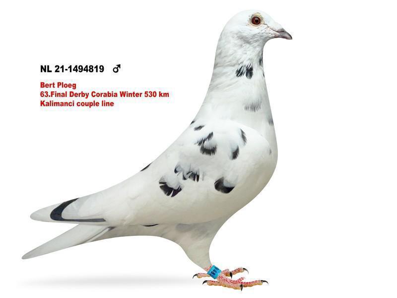 TUGF25-34-2278 DİŞİ / INBREED BERT PLOEG 