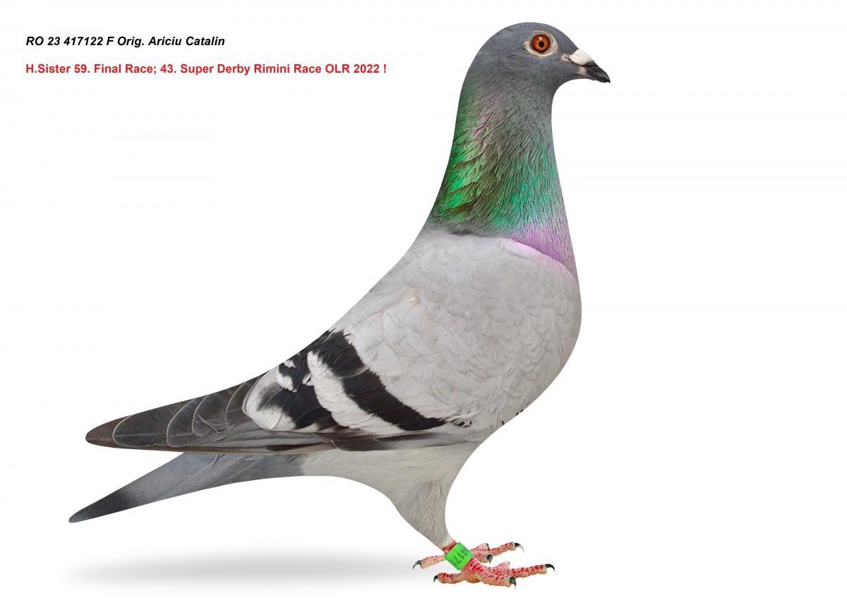 TUGF25-34-2278 DİŞİ / INBREED BERT PLOEG 