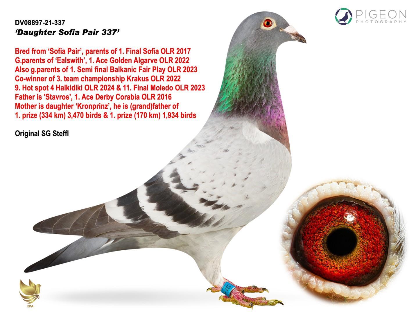 TUGF25-34-2282 ERKEK / BABADNA KARDEŞİ 52 FİNAL ALGARVE GOLDEN RACE 
