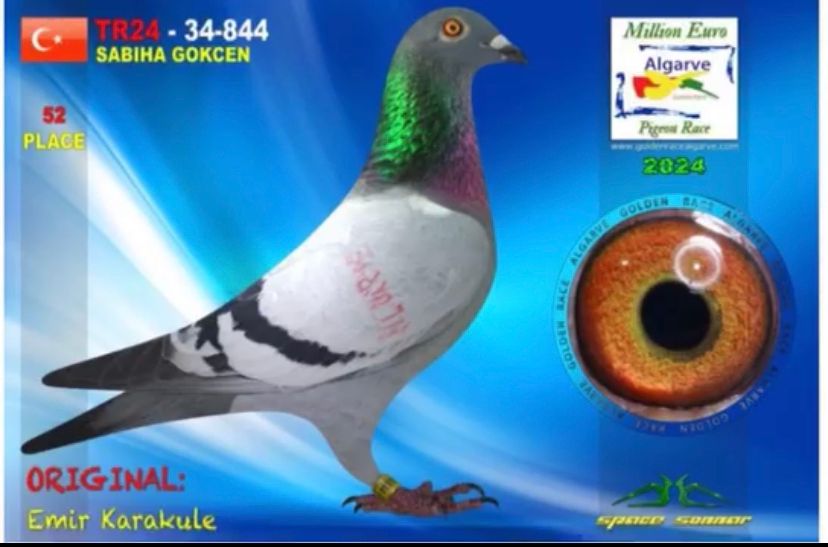TUGF25-34-2282 ERKEK / BABADNA KARDEŞİ 52 FİNAL ALGARVE GOLDEN RACE 