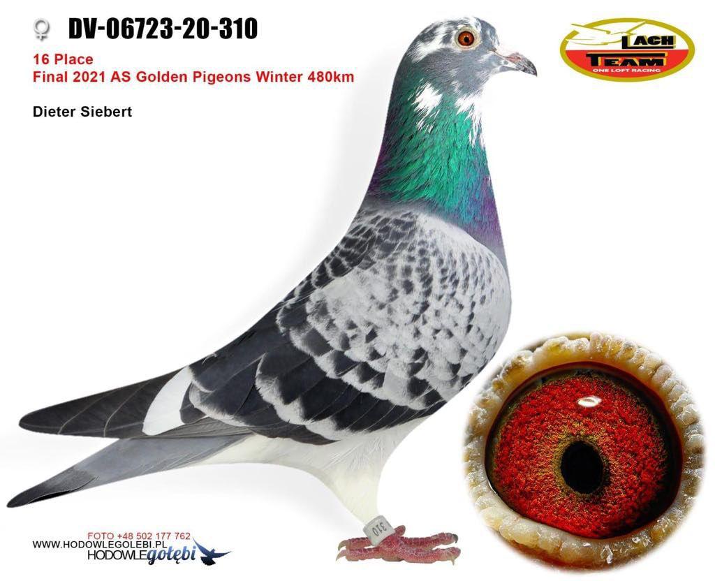 TUGF25-34-2300 DİŞİ / BABASI 44 FİNAL 451 KM ANNESİ 16 FİNAL AS GOLDENN